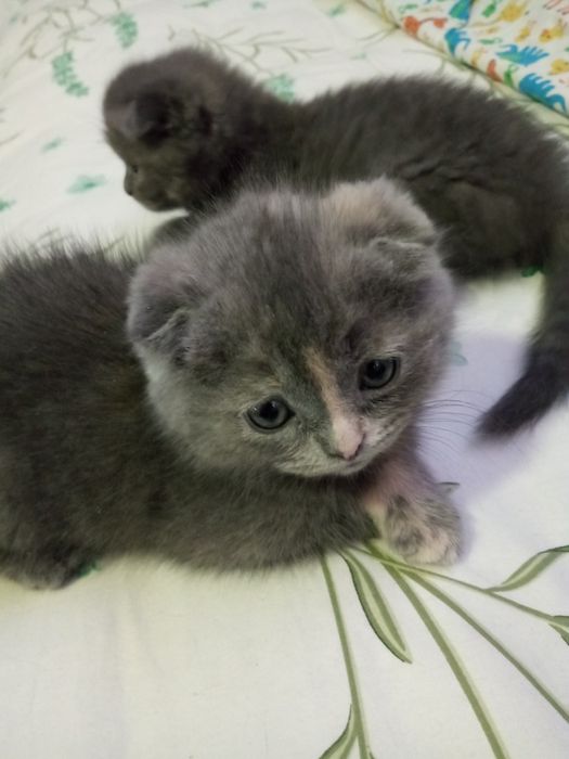Шотландские фолды ко всему приучены родились 15 ноября