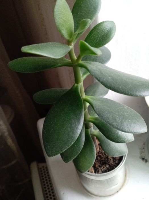 Цветы комнатные для уюта