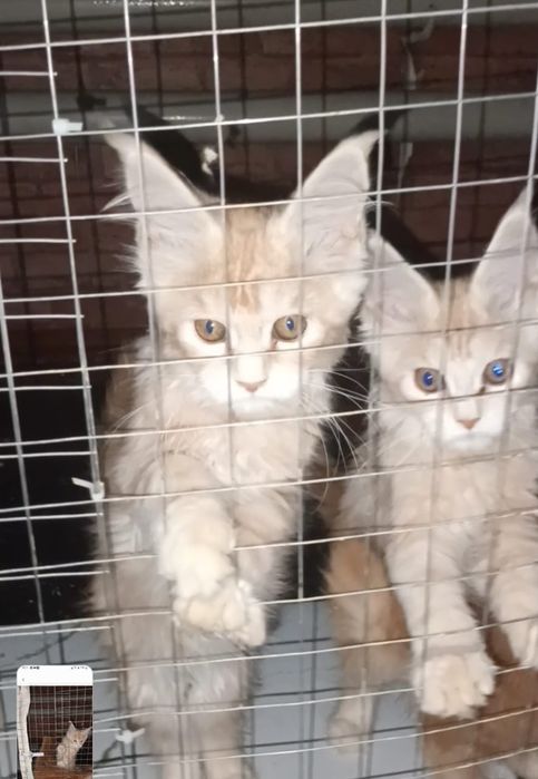 Котята срочно продам