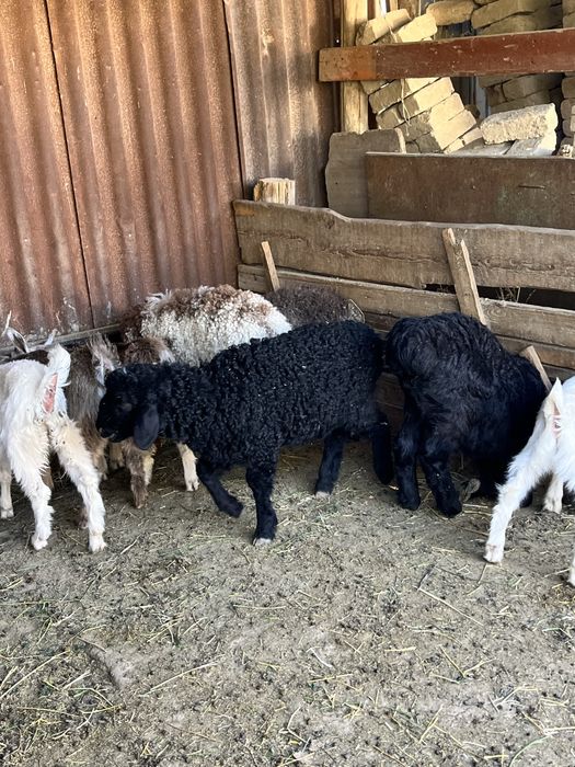 Қозылар сатылады