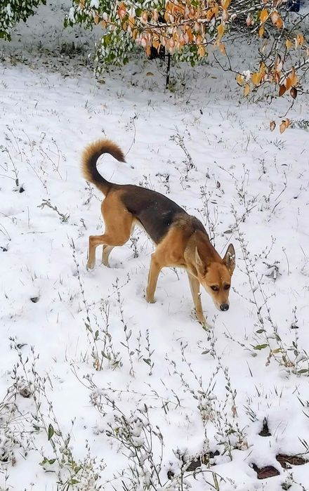 Отдам щенков 8 месяцев