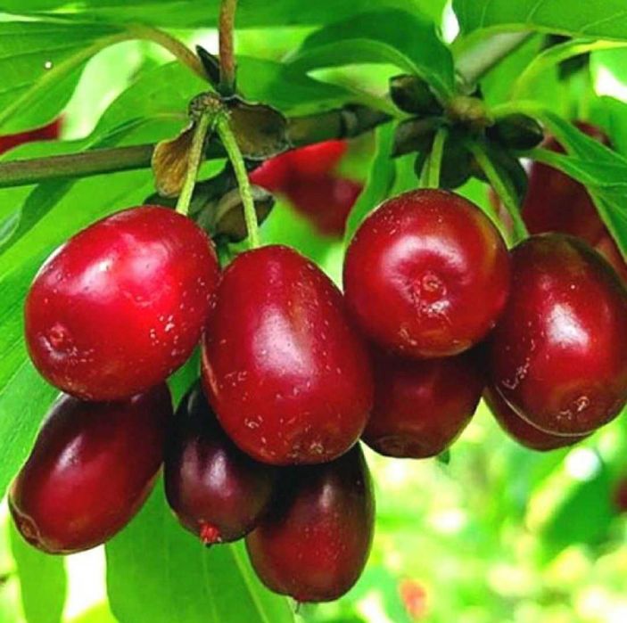 Экологический чистый Кизил со своего сада.