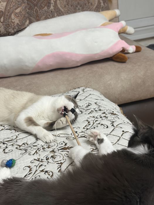 Котенок сиамский мальчики 6 мес в добрые руки!