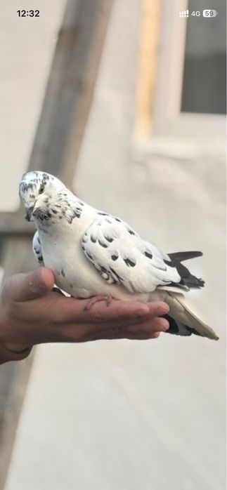 Голуб,голубка,голубей