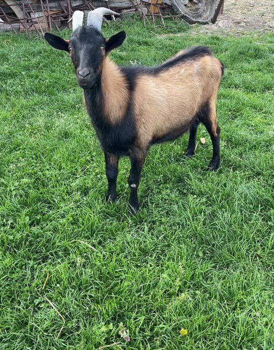 Oi, miei, capre și iezi de vânzare