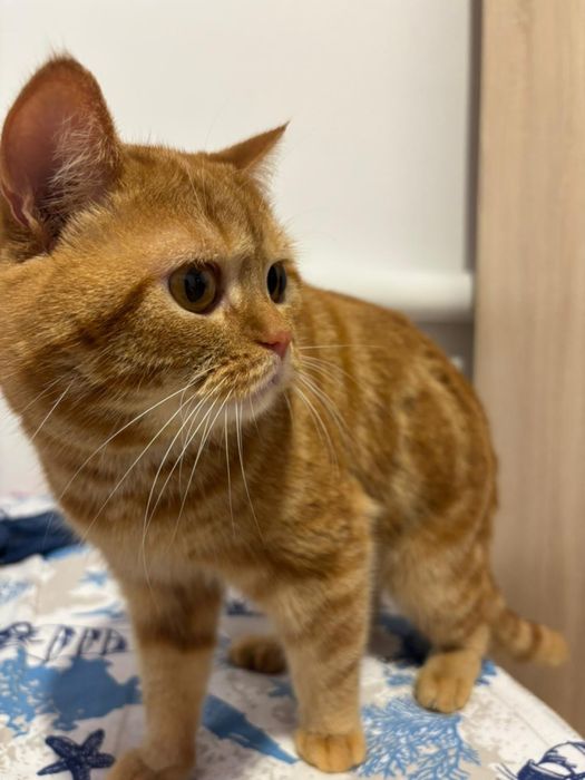 Продам котенка британский прямоухий