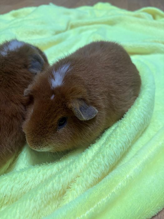 Морские свинки продам