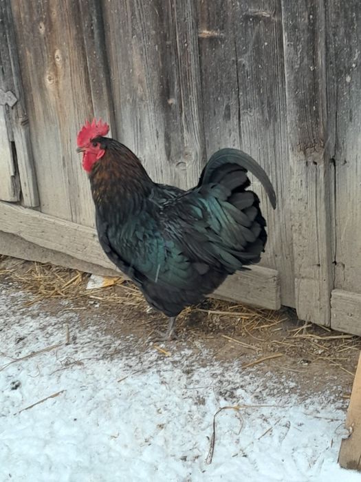 De vânzare doar cocosi și rățoi!