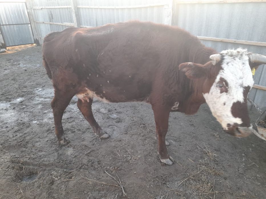 Сиыр малы сатылады 3 туған