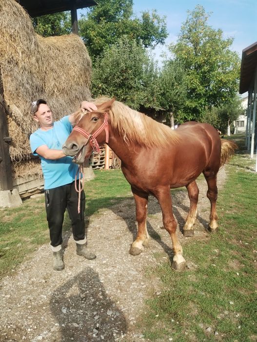De vanzare iapa de 4 ani cu manz de 1 an sí 6 luni