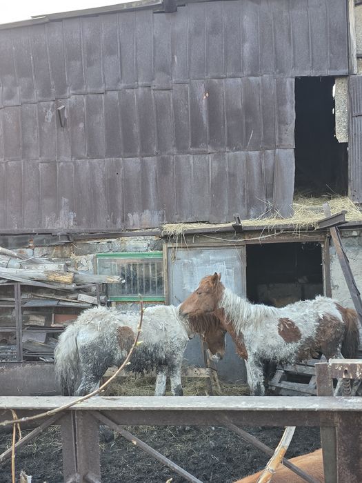 Тайчики молодняк, кони