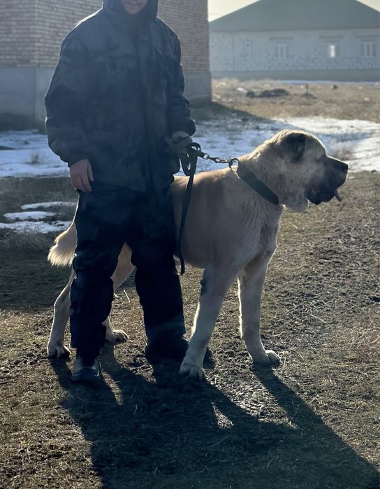 Продам чемпионских кровей Тобета