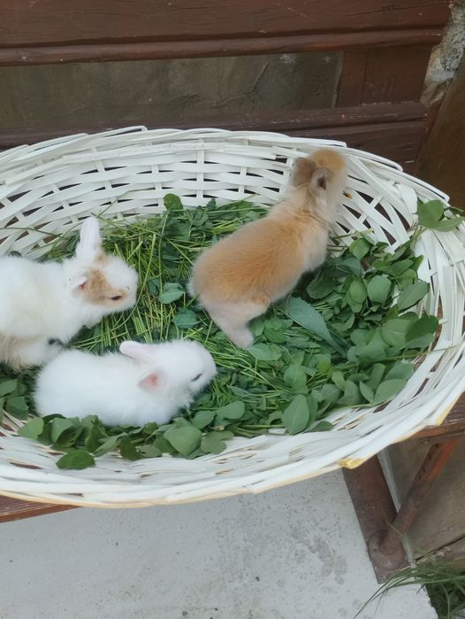 Pui iepurasi rasa pitica nu cresc ,urechiuse mici!