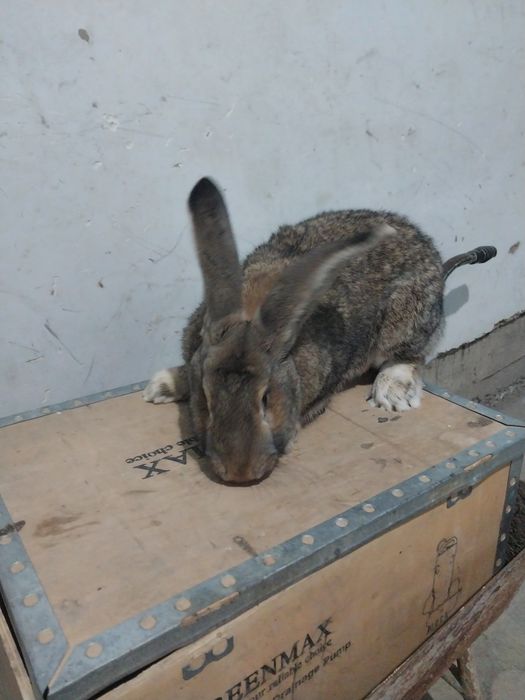 Velekan quyon sotiladi