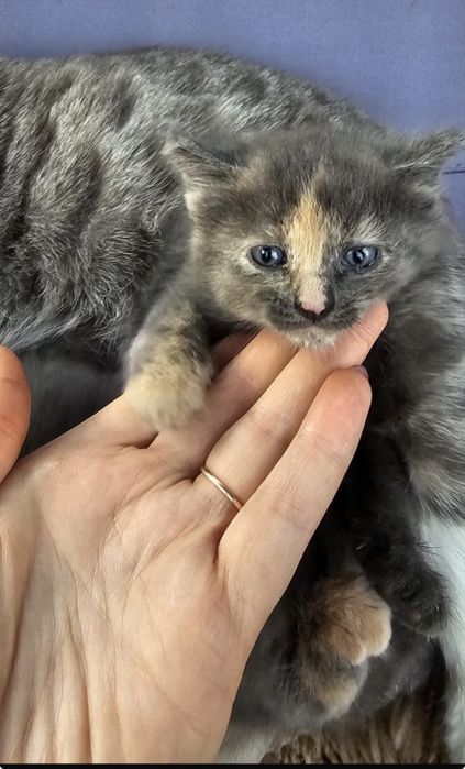Котенок девочка ищет дом