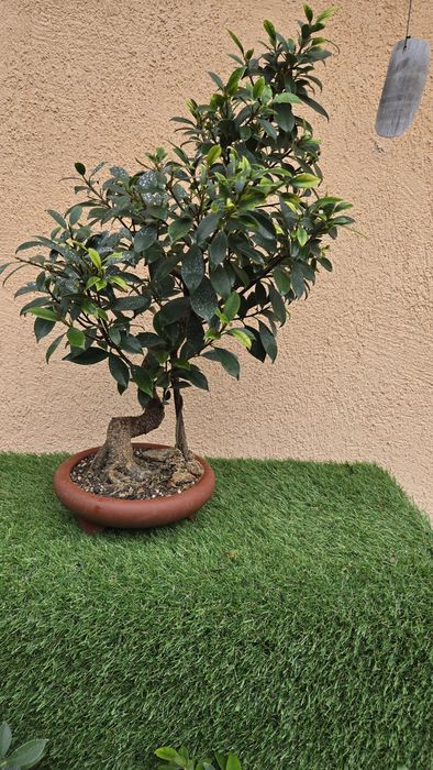Bonsai Ficus Retusa