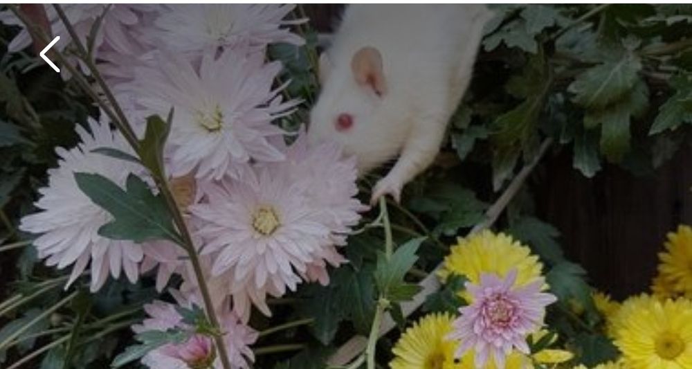 Продам крыску окраска разная