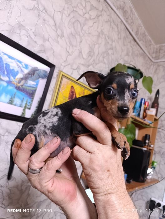 Щенок Тойчик мраморный