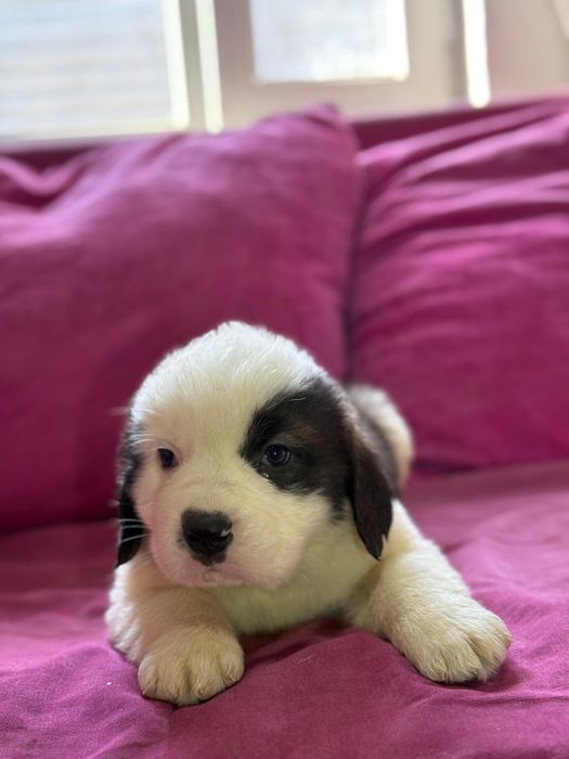 Малыши сенбернара