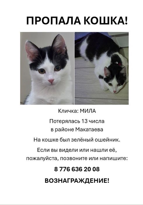 Пропала Кошка !