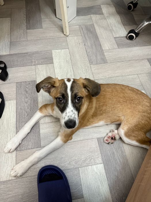 Пристраивается Мия! 6 месяцев