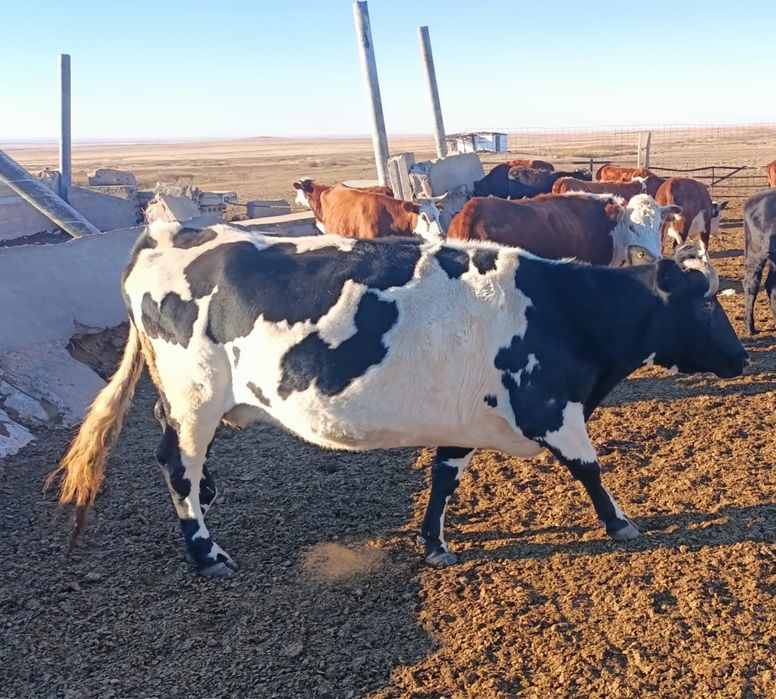 9 бас сиыр оптом ,бұзаулы сиырлар падсос мал қылуға жекеге жаз