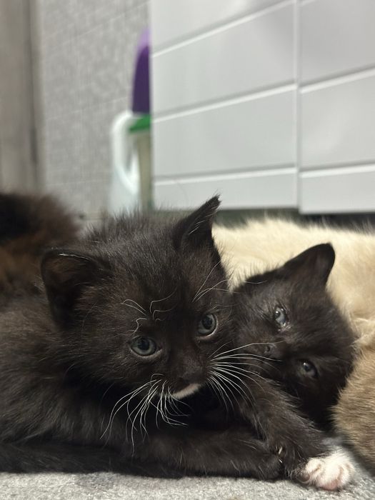 Отдам котят в добрые руки