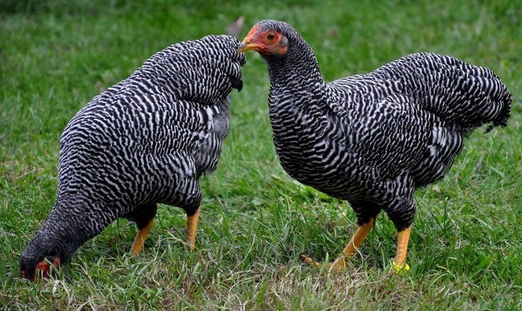 Куры плимутрок американский