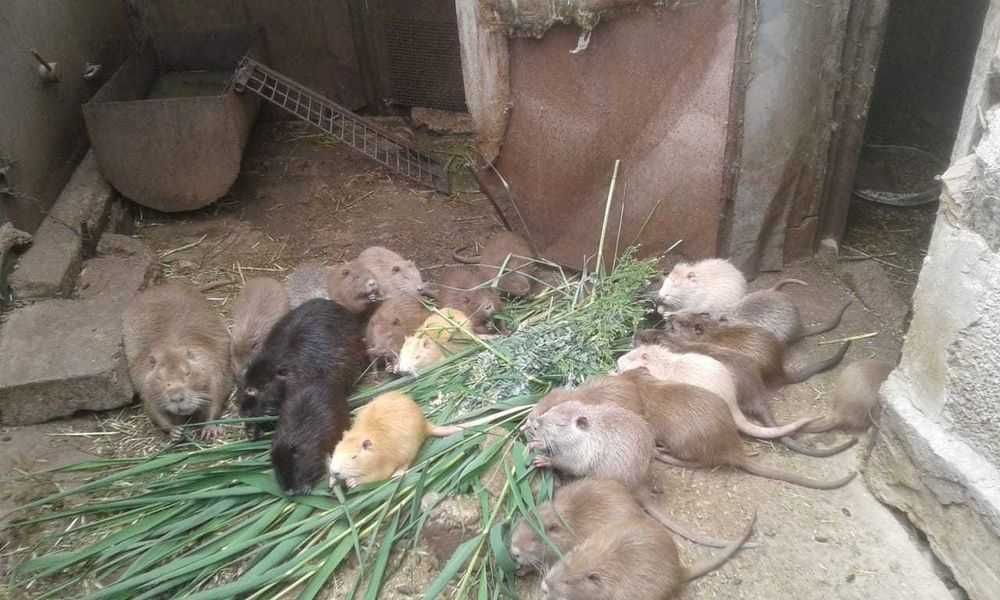 Нутрии ,мясо нутрии