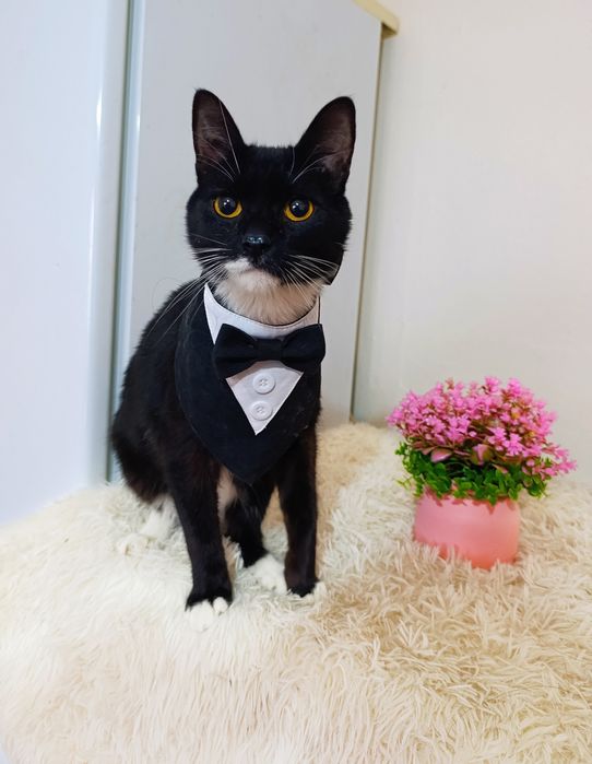 Кот котенок котик