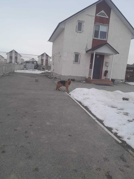 Немецкая овчарка.