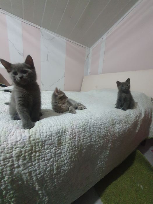 Котята маленькие