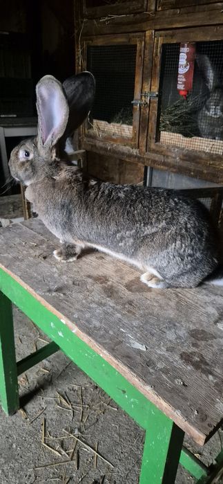 Femele urias german de vânzare