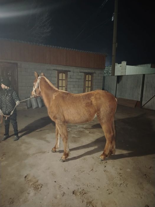 Полукров еркек тай сатылады