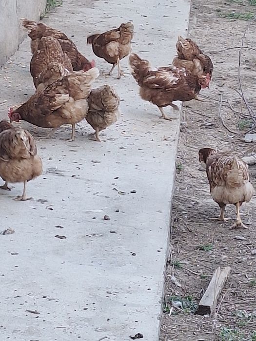 Ломан браун тавуқтары сатылады