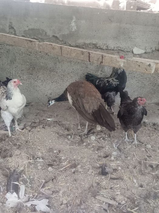 Tuvus tez va arzon sotiladi
