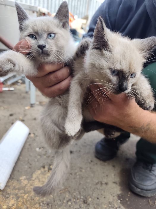 Отдам котят в хорошие руки