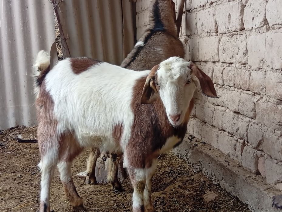 Алпи нуб арласкан шыбыш