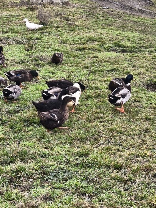 Vând  cocosi și ratoi