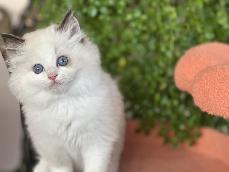 Регдол/ Ragdoll/ котенца