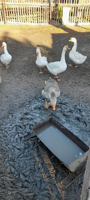 Продам  домашних гусей.
