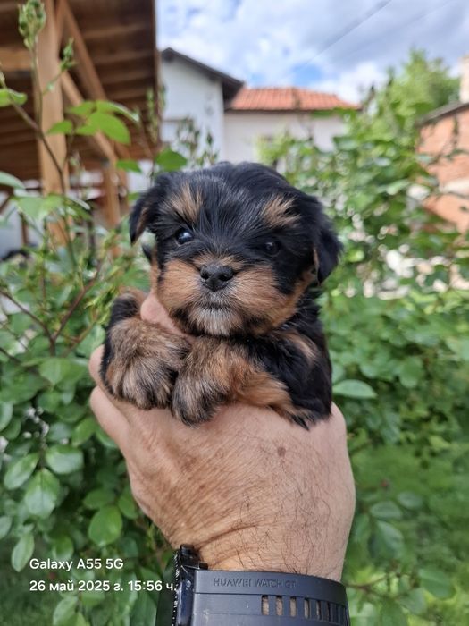 Продавам йоркширски териери