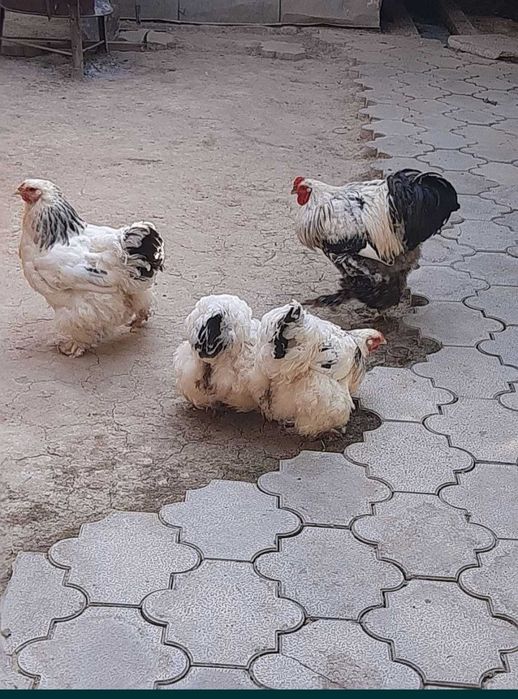Zotdor brama tovuq tuxumlari. Ishonchli