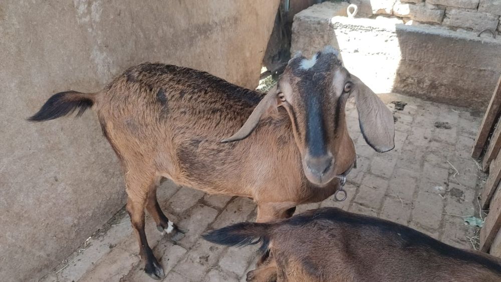 Ешкі бар сауыдатын. Текесімен бірге