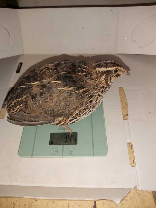 Prepelite outoare rasa Japoneza