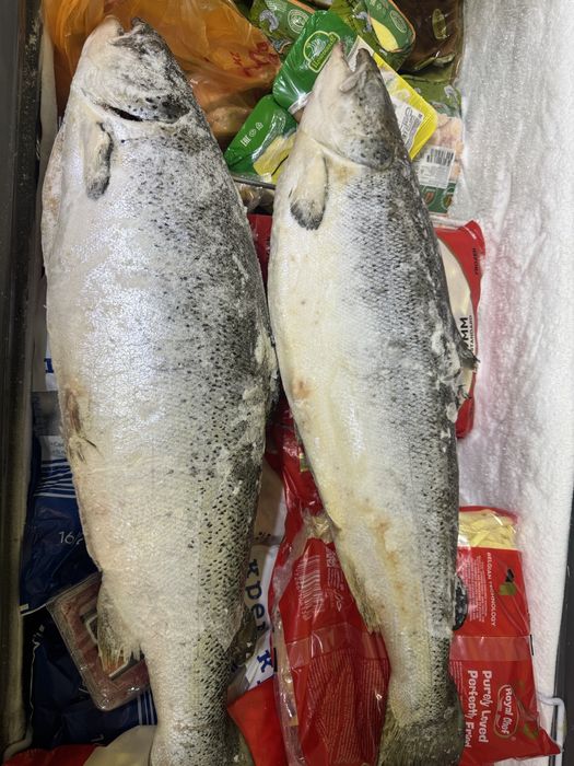 Сёмга Норвежская