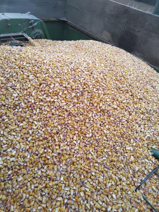 Vând porumb cu umiditate 16 .1leu kg