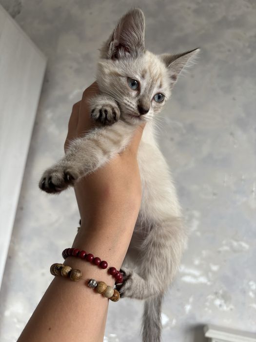 Отдам котят в добрые руки!!