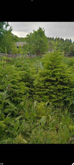 Tuia Leylandy,smarald columnaris.