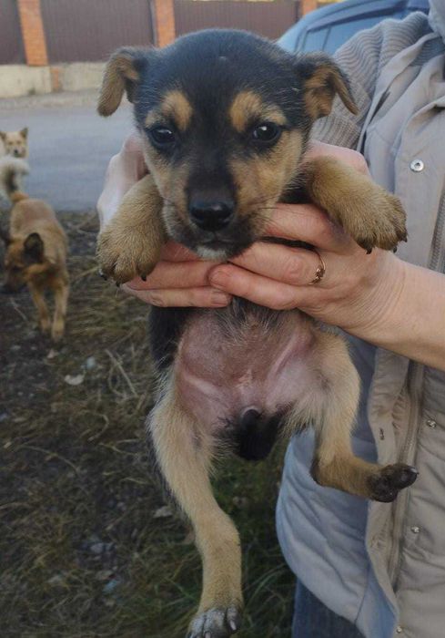 Щенкам нужен дом!